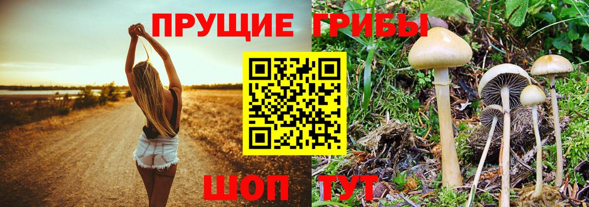 Псилоцибиновые грибы GOLDEN TEACHER Калач-на-Дону